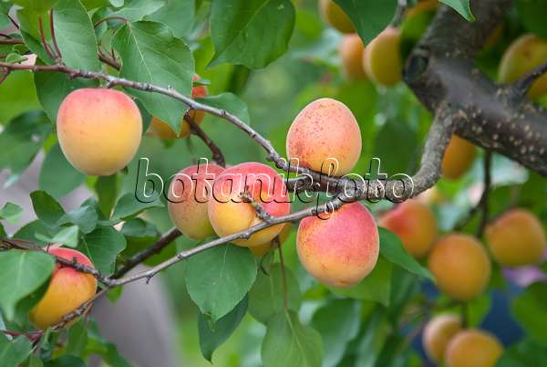 502334 - Abricotier (Prunus armeniaca 'Ungarische Beste')