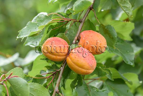 575224 - Abricotier (Prunus armeniaca 'Vertige')