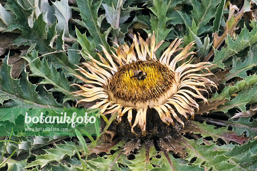 367069 - Acanthus-leaved carline thistle (Carlina acanthifolia)