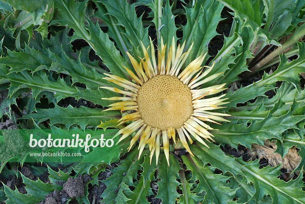 558332 - Acanthus-leaved carline thistle (Carlina acanthifolia)