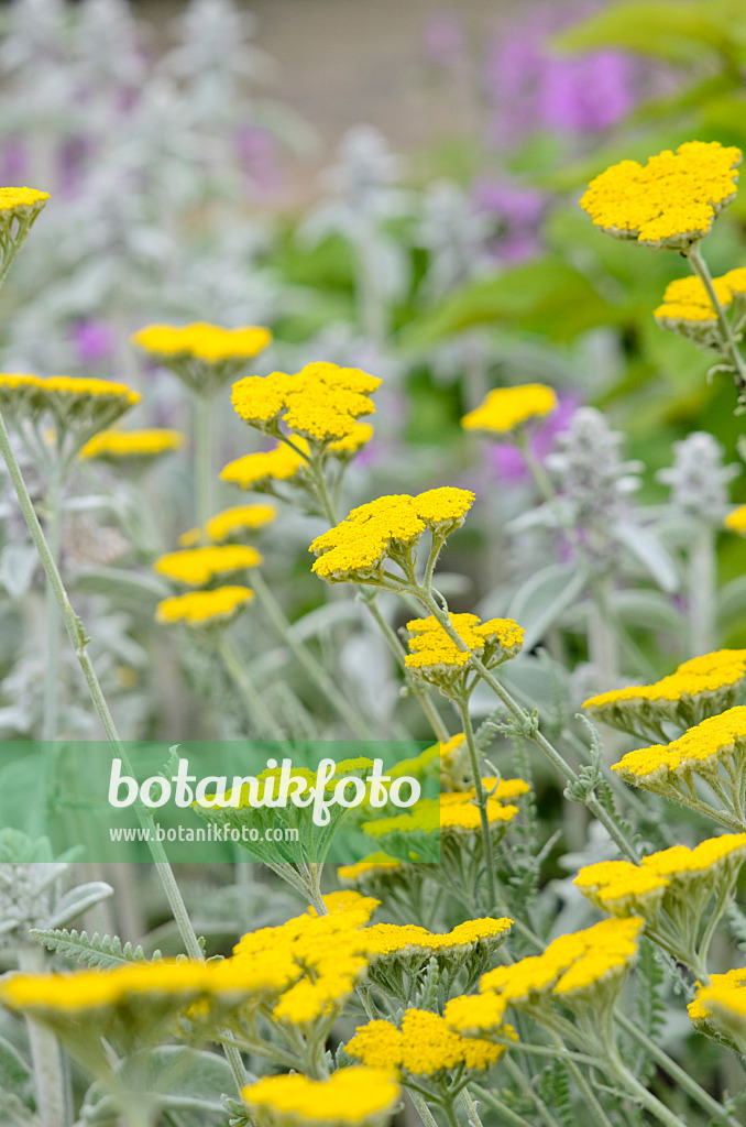 521067 - Achillée (Achillea clypeolata)