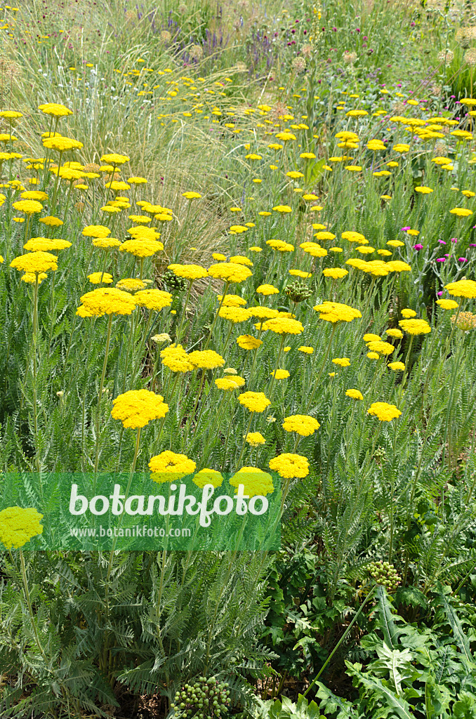 497094 - Achillée jaune (Achillea filipendulina 'Gold Plate')