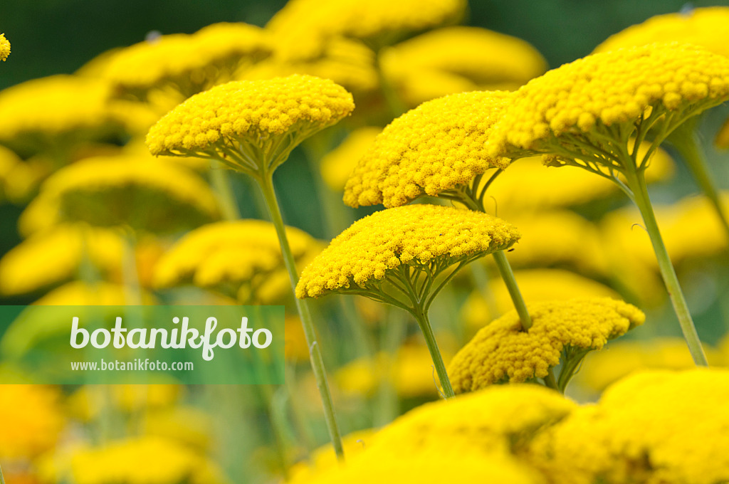 486185 - Achillée jaune (Achillea filipendulina 'Parker')