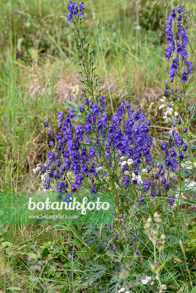 575003 - Aconit (Aconitum tauricum)