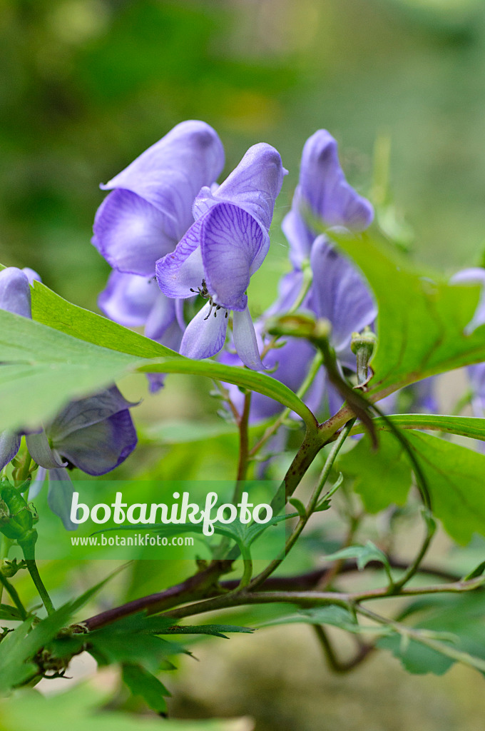 476249 - Aconit du Japon (Aconitum japonicum)