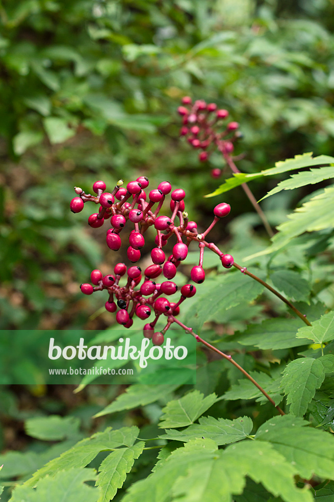 511253 - Actée rouge (Actaea pachypoda 'Rubrocarpa')