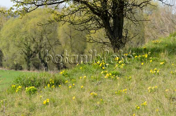 507100 - Adonis de printemps (Adonis vernalis)