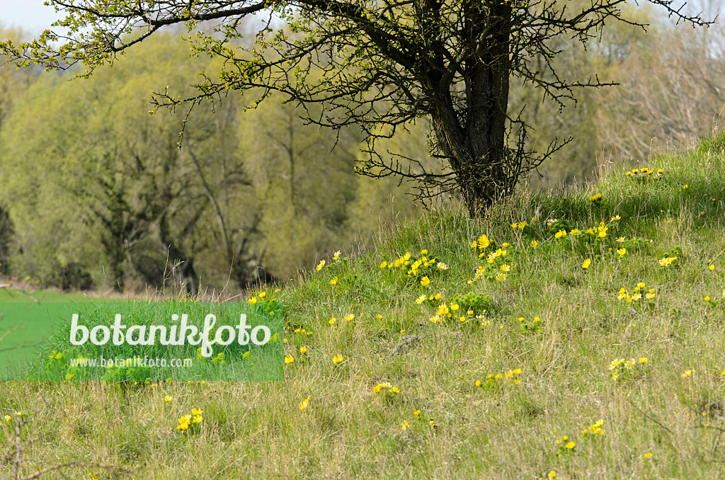 507100 - Adonis de printemps (Adonis vernalis)