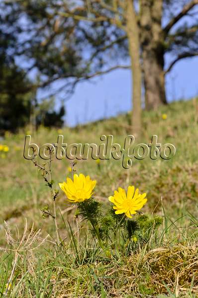507101 - Adonis de printemps (Adonis vernalis)