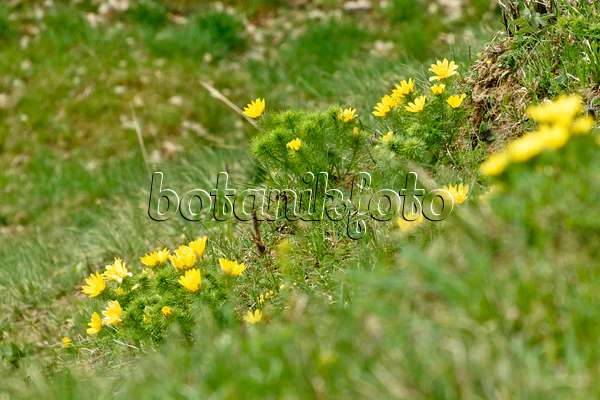 555016 - Adonis de printemps (Adonis vernalis)