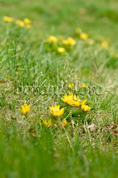 555017 - Adonis de printemps (Adonis vernalis)