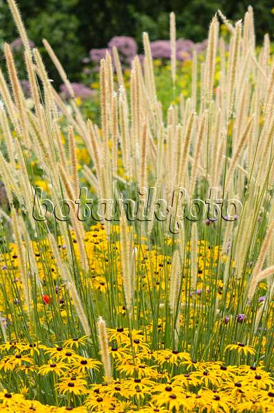 535106 - African feather grass (Pennisetum macrourum 'White Lancer') and orange cone flower (Rudbeckia fulgida)