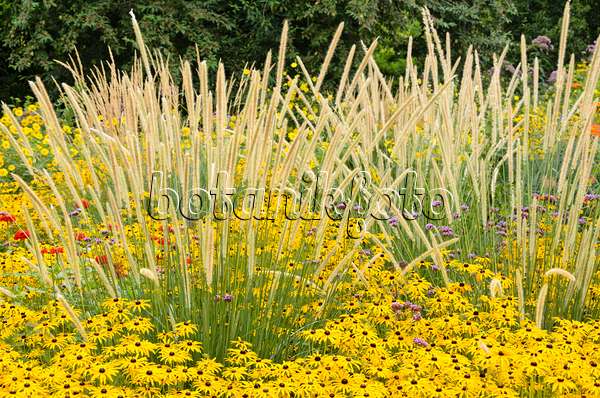 535107 - African feather grass (Pennisetum macrourum 'White Lancer') and orange cone flower (Rudbeckia fulgida)