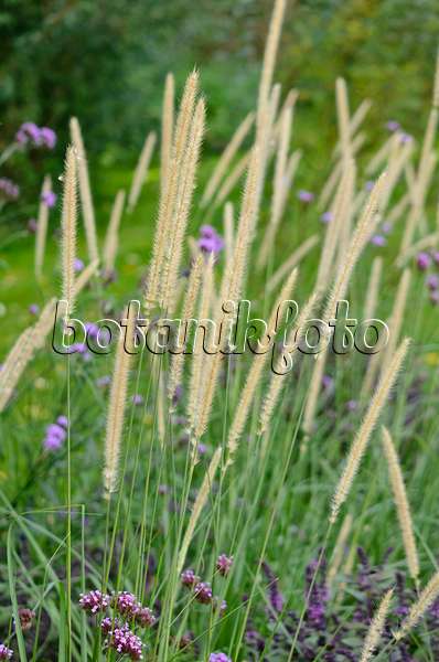 548151 - African feather grass (Pennisetum macrourum 'White Lancer')