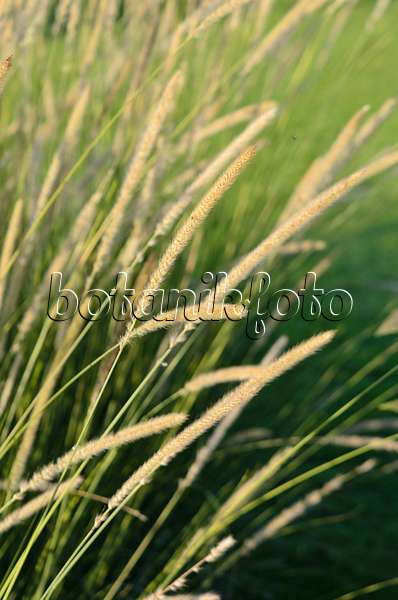 549014 - African feather grass (Pennisetum macrourum 'White Lancer')