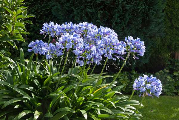 HOA GIEO TỨ TUYỆT - Page 6 Image-photo-african-lily-agapanthus-africanus-511336