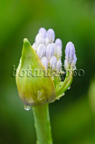 534365 - African lily (Agapanthus africanus)