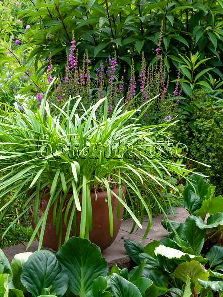462062 - African lily (Agapanthus africanus), purple loosestrife (Lythrum salicaria), Joe-Pye weed (Eupatorium) and Bergenia