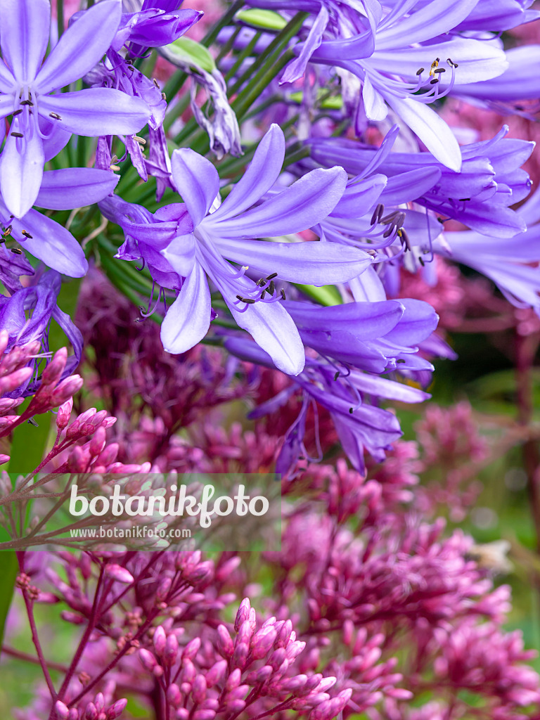 428231 - African lily (Agapanthus africanus) and sweet Joe-Pye weed (Eupatorium maculatum 'Glutball' syn. Eutrochium maculatum 'Glutball')