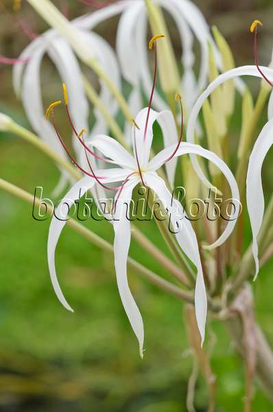 536061 - African lily (Crinum firmifolium)