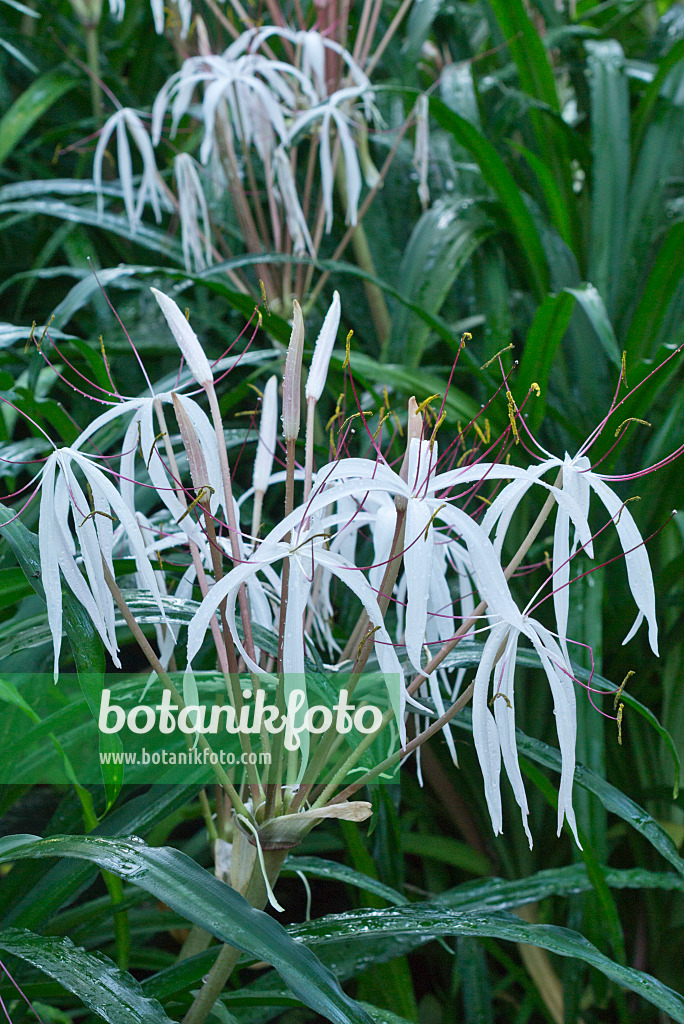 552001 - African lily (Crinum purpurascens)