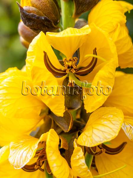 428006 - African senna (Senna didymobotrya syn. Cassia didymobotrya)
