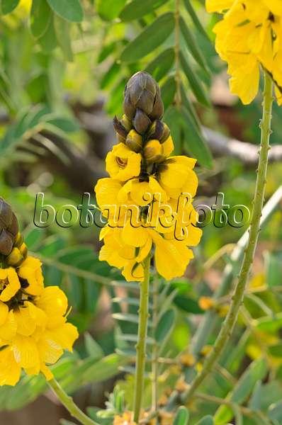 535073 - African senna (Senna didymobotrya syn. Cassia didymobotrya)
