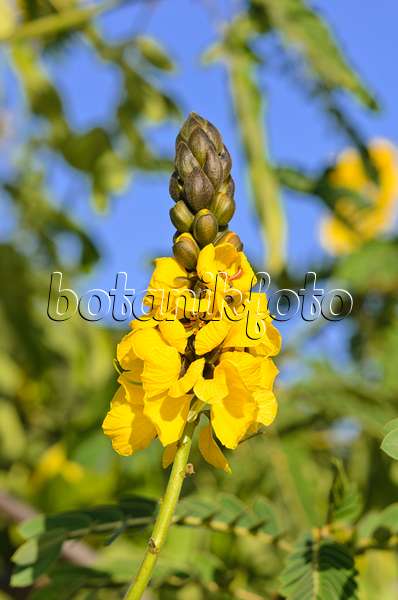 535074 - African senna (Senna didymobotrya syn. Cassia didymobotrya)