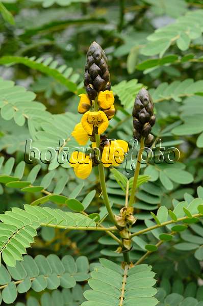 535121 - African senna (Senna didymobotrya syn. Cassia didymobotrya)