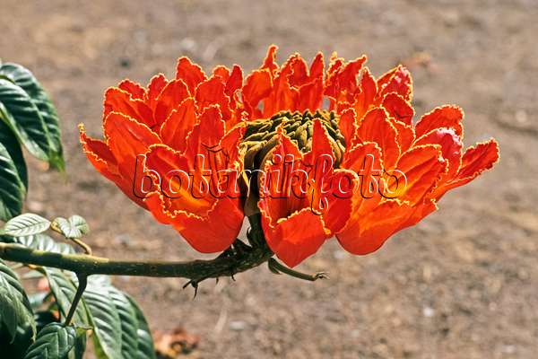 363073 - African tulip tree (Spathodea campanulata)