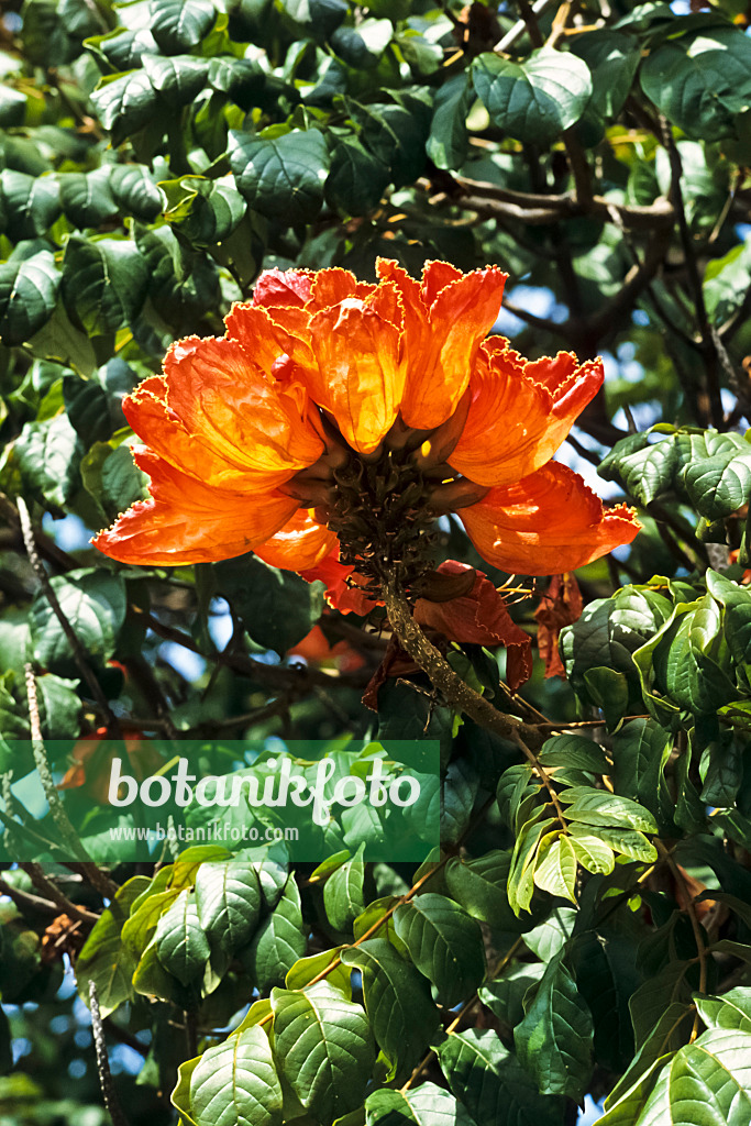 388034 - African tulip tree (Spathodea campanulata)