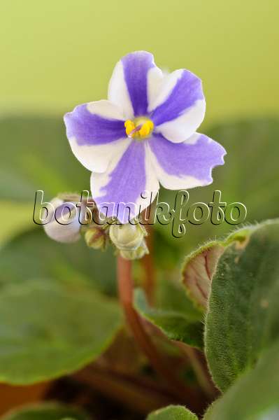 483105 - African violet (Saintpaulia ionantha)