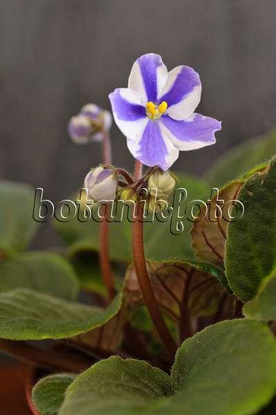 483106 - African violet (Saintpaulia ionantha)