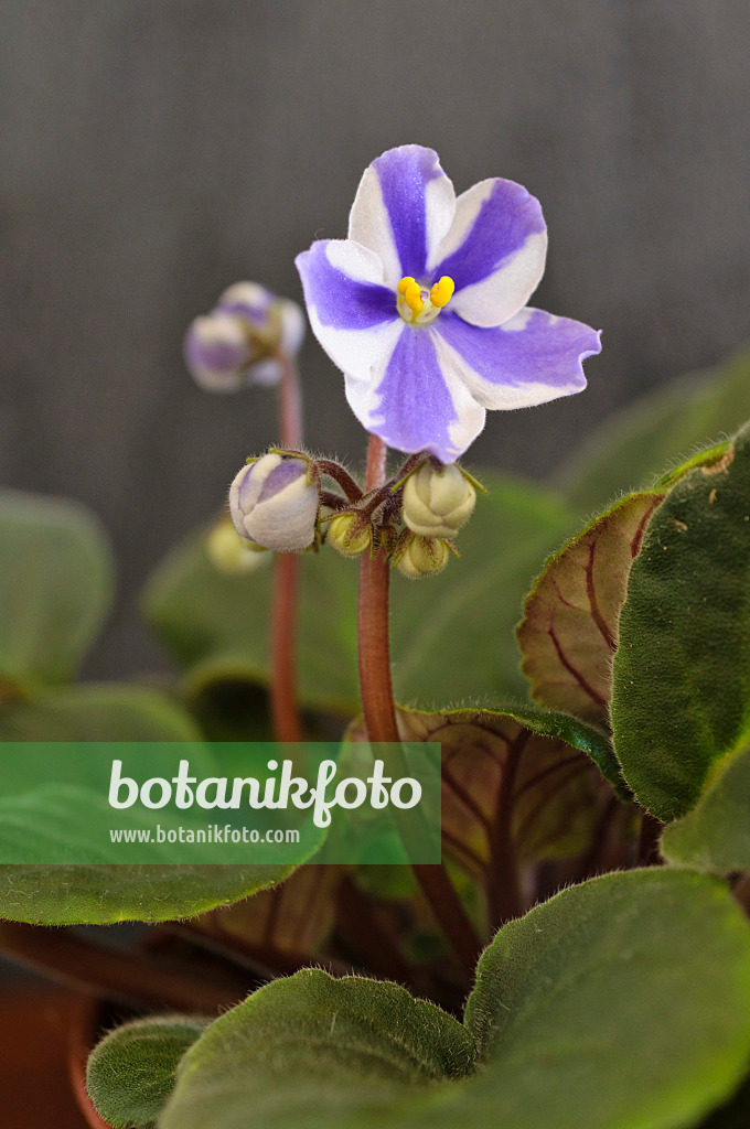 483106 - African violet (Saintpaulia ionantha)