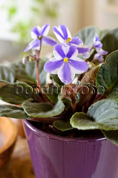 483140 - African violet (Saintpaulia ionantha)