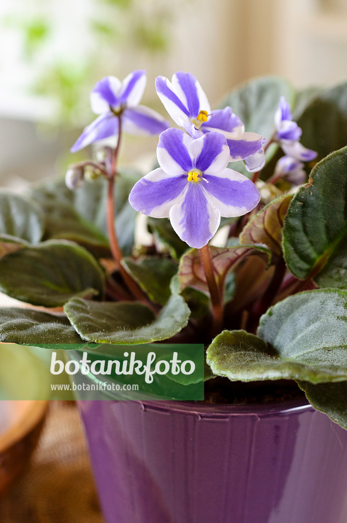 483140 - African violet (Saintpaulia ionantha)