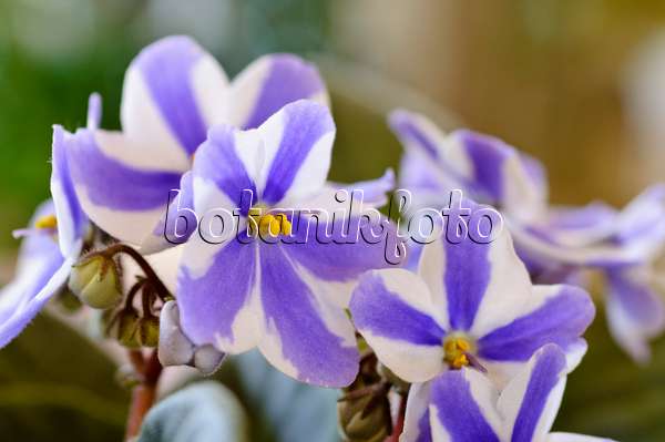 483176 - African violet (Saintpaulia ionantha)