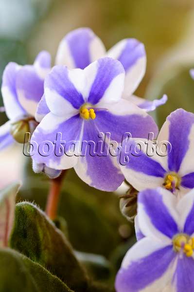 483177 - African violet (Saintpaulia ionantha)