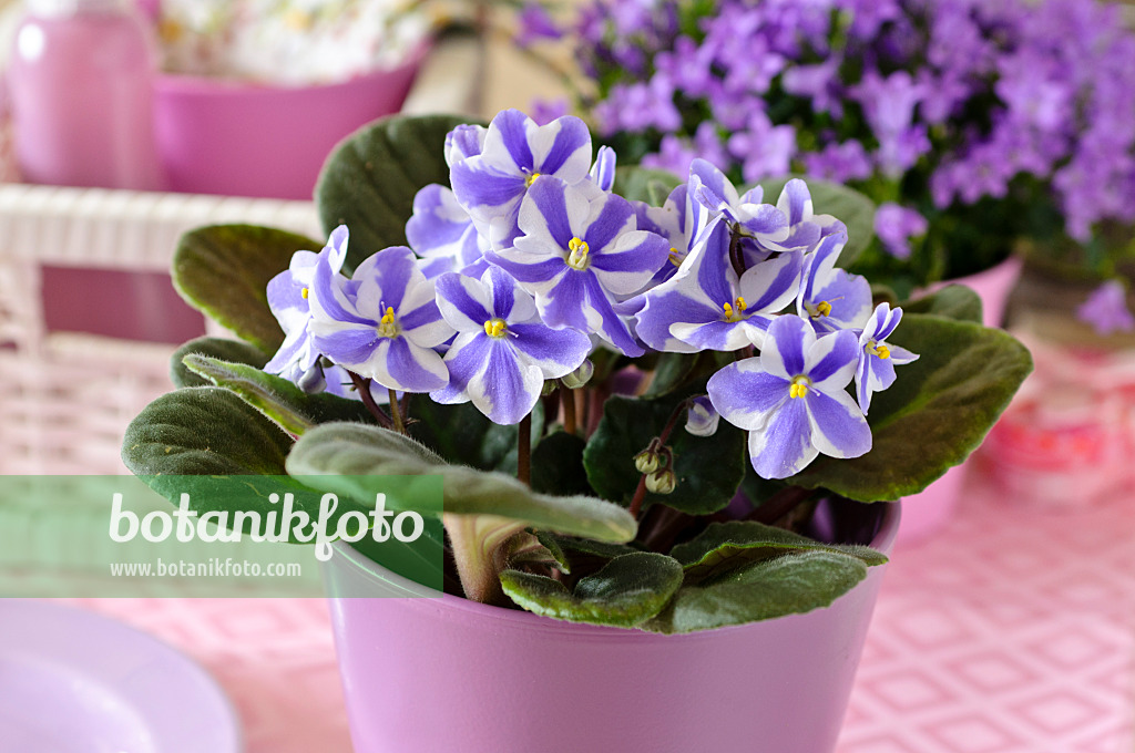 484009 - African violet (Saintpaulia ionantha)