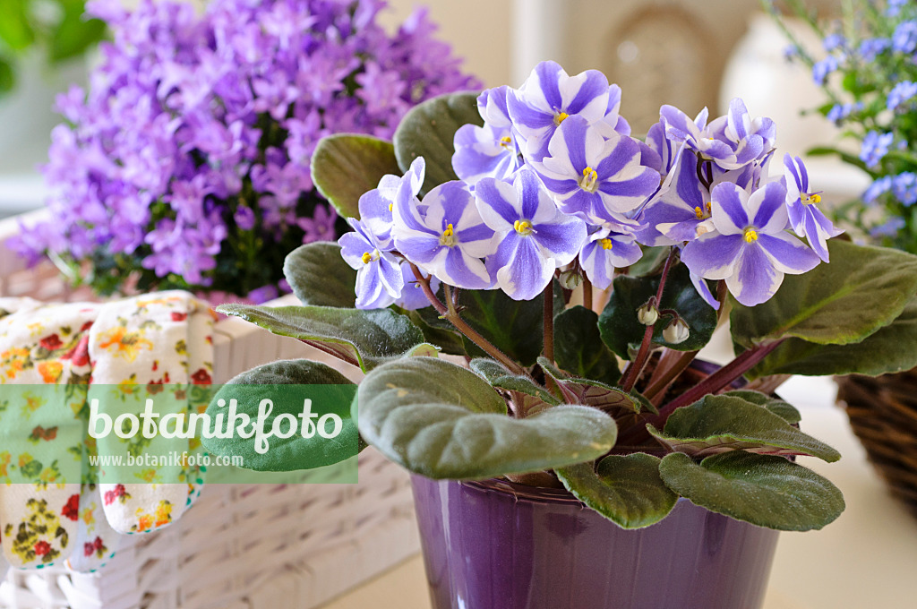 484048 - African violet (Saintpaulia ionantha)