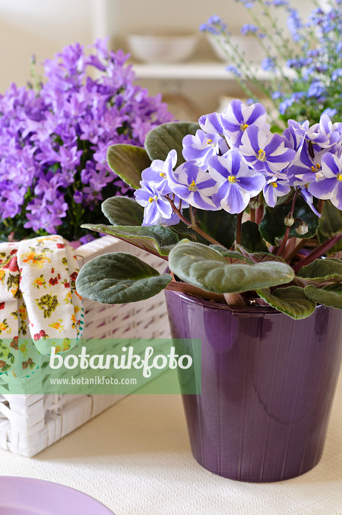 484049 - African violet (Saintpaulia ionantha)