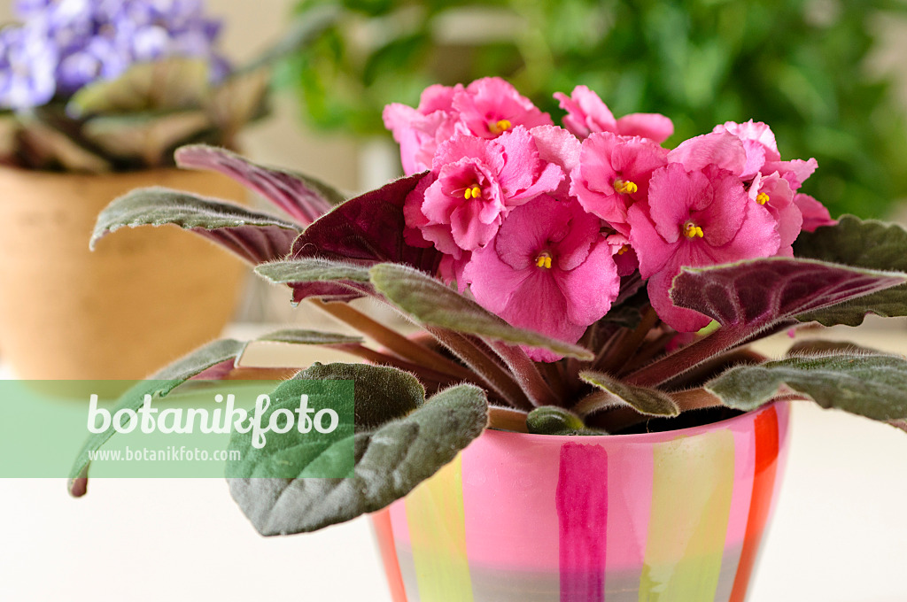 484175 - African violet (Saintpaulia ionantha)