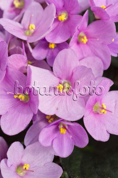 512026 - African violet (Saintpaulia ionantha)