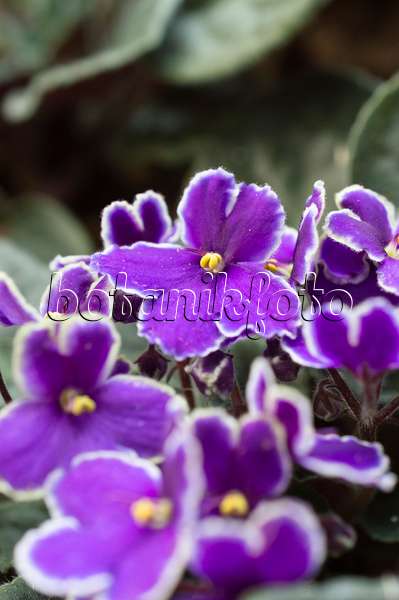 512035 - African violet (Saintpaulia ionantha)