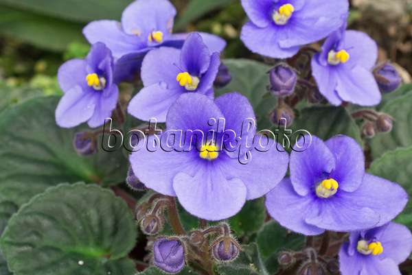 608008 - African violet (Saintpaulia ionantha)