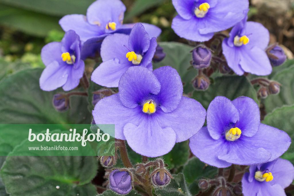 608008 - African violet (Saintpaulia ionantha)