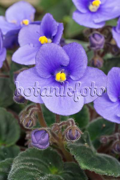 608009 - African violet (Saintpaulia ionantha)