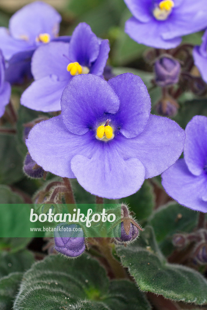 608009 - African violet (Saintpaulia ionantha)