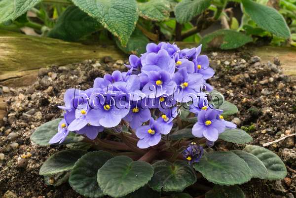 608016 - African violet (Saintpaulia ionantha)