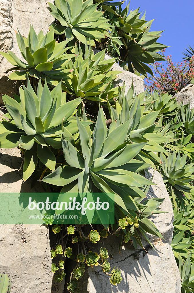 533085 - Agave à cou de cygne (Agave attenuata)